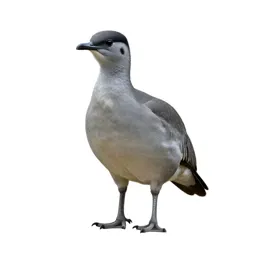 Chaja