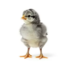 Chick