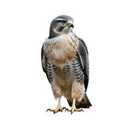Chicken hawk