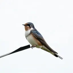 Chimney swift