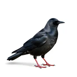 Chough