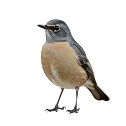 Clay-colored robin