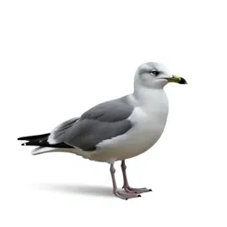 Coastal diving bird