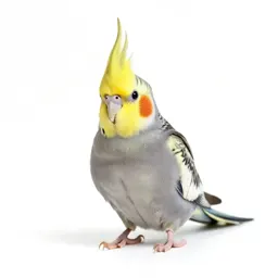 Cockateel