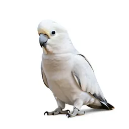 Cockatoo
