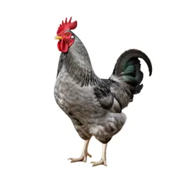 Cockerel