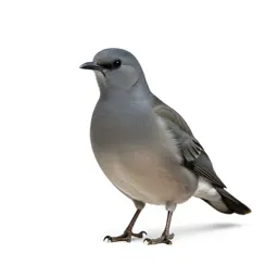Columbiform bird