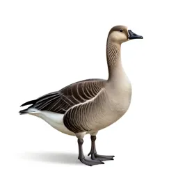 Common brant goose