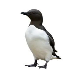 Common murre