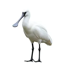 Common spoonbill