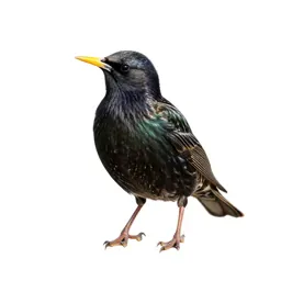 Common starling