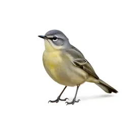 Common yellowthroat