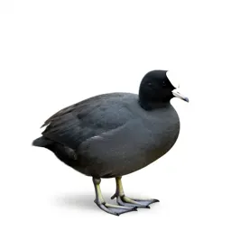 Coot