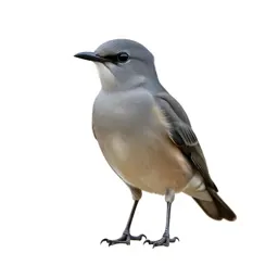 Coraciiform bird