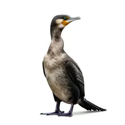 Cormorant