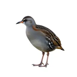 Corncrake
