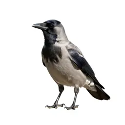 Corvine bird