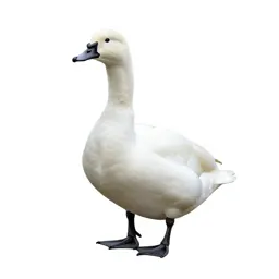 Coscoroba