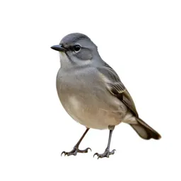 Cotinga