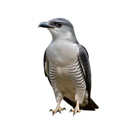 Coucal