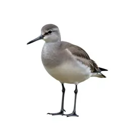 Courlan