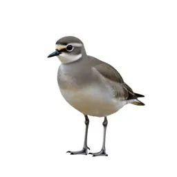 Courser