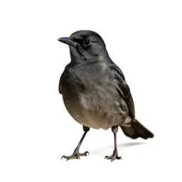 Cowbird