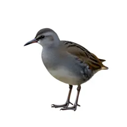 Crake