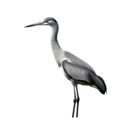 Crane