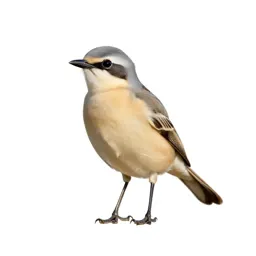 Cream-colored courser
