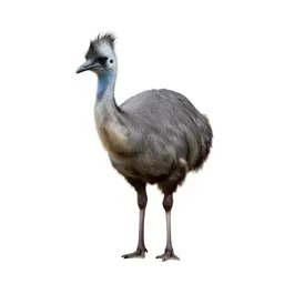 Crested cariama