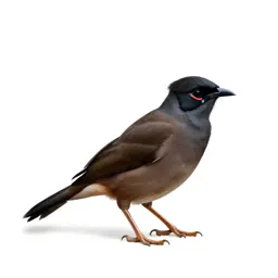 Crested myna