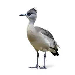 Crested screamer