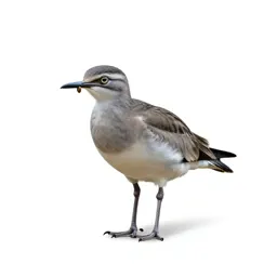 Crocodile bird