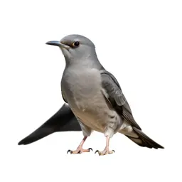 Cuckoo