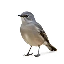 Cuculiform bird