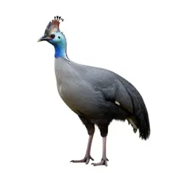 Curassow