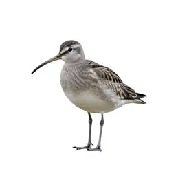 Curlew sandpiper