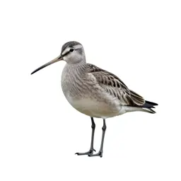 Curlew