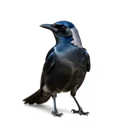 Currawong