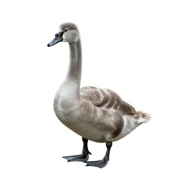 Cygnet