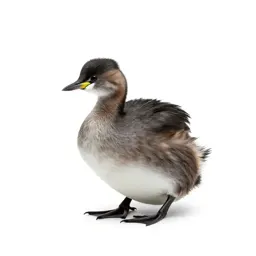Dabchick