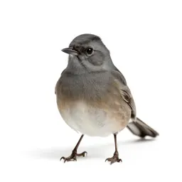 Dark-eyed junco