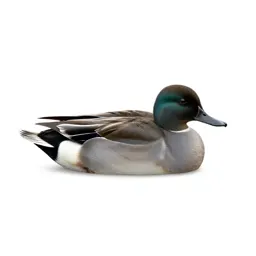 Diving duck