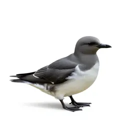 Diving petrel