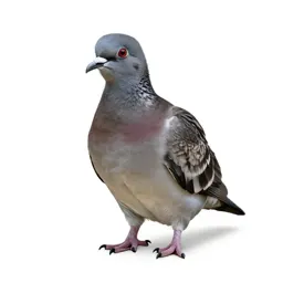 Dodo