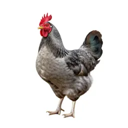 Domestic fowl