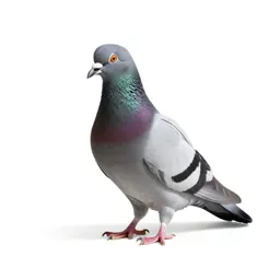 Domestic pigeon