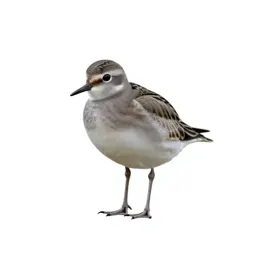 Dotterel