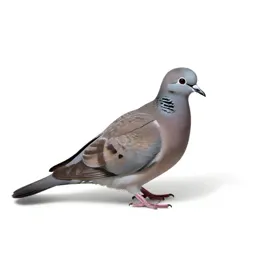 Dove